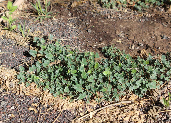  Marsilea vestita ssp.vestita